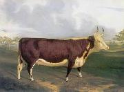 unknow artist Cow 145 Spain oil painting artist